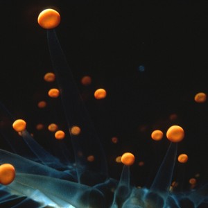 Orange Ball Macro Solar System