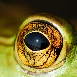 Bullfrog Eye Detail
