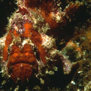 Frogfish - Second of Seven in Galapagos