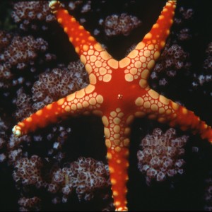 Vanuatu Starfish