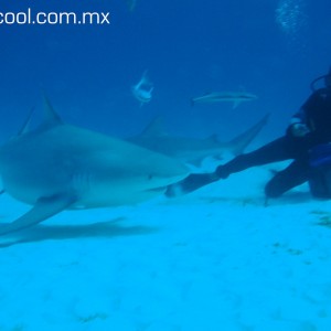 bull shark diving playa del carmen. mexico