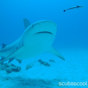 bull shark diving playa del carmen. mexico