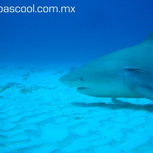 bull shark diving playa del carmen. mexico