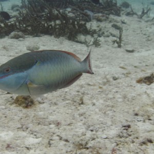 Cozumel (Mexico)