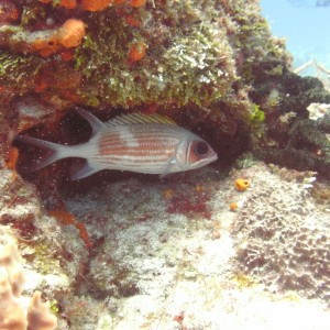 Cozumel (Mexico)