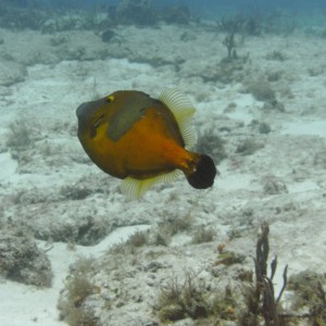 Cozumel (Mexico)