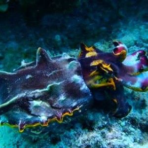 Flamboyant cuttlefish