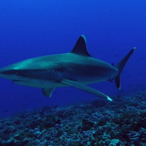 Silver- tip shark