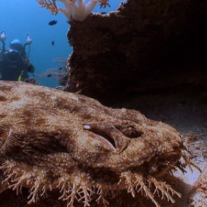 Wobbegong shark