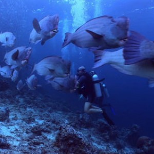 Hump-head Parrotfish