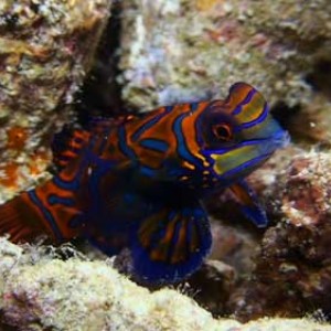 Malaysia-Sipadan-Mandarinfish