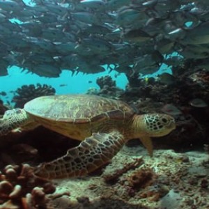 Green turtle among big-eye travelly