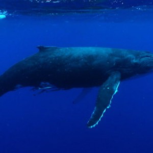 Humpback whale