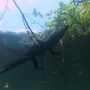 Kayman, Angelita Cenote.