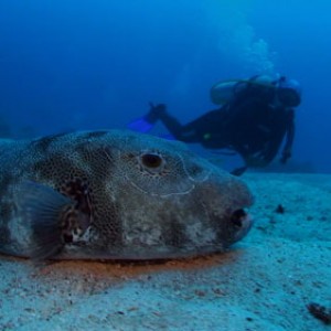 Pufferfish with diver