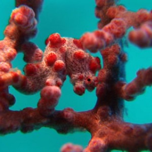 Pygmy Seahorse