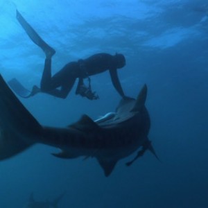 Tiger shark petting