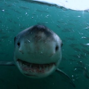 White shark smiley