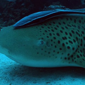 Leopard shark with remora