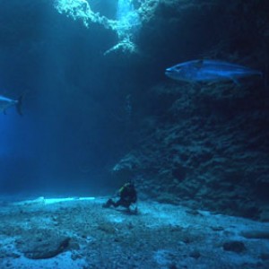 Dog-tooth tuna in cave