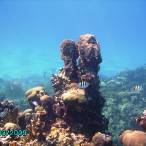 Jamaican Head Coral