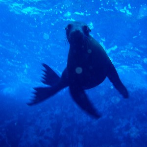 Sea Lion pup