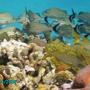 Very active and flourishing reef