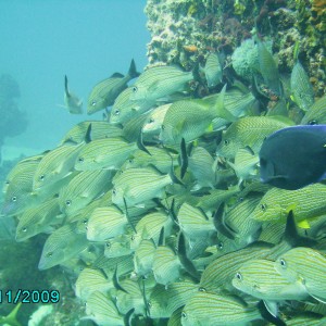 Tons of tropical fish in Jamaica