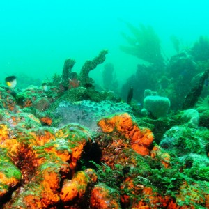 Cancun diving does not suck!