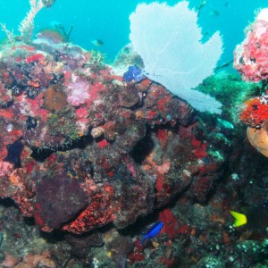 Cancun reef