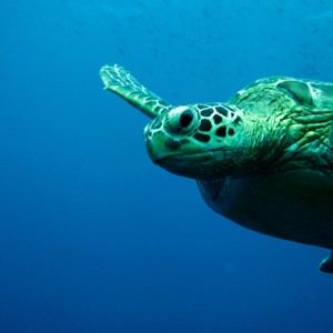 Green Sea Turtle