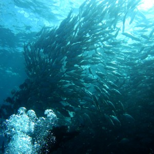 Schooling Jackfish (Big-eye Trevally)