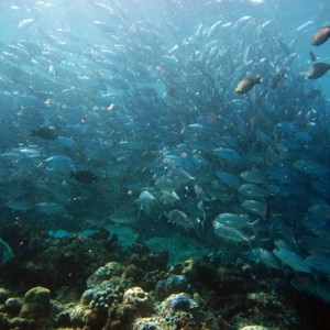 Schooling Jackfish (Big-eye Trevally)