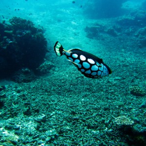 Clown Triggerfish