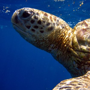 Green Sea Turtle