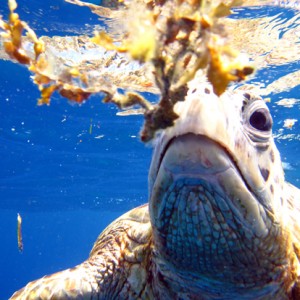 Green Sea Turtle Feeding