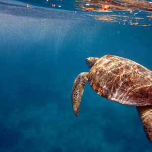 Green Sea Turtle