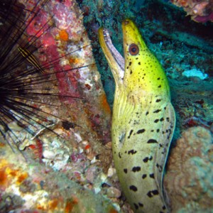 Yellowhead Moray Eel