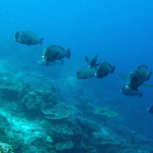 Bumphead Parrotfish emerging from the depths to feed in the morning