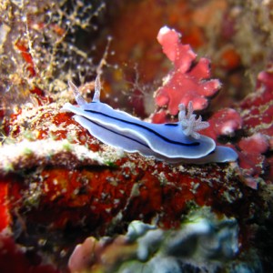 Nudibranch (Chromodoris Iochi)