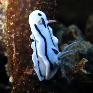 Nudibranch (Chromodoris Willani)