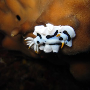 Nudibranch (Chromodoris Dianae)