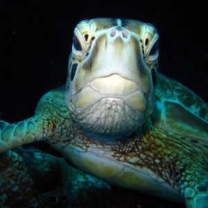 Green Turtle