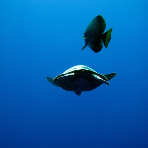 Green Turtle and Batfish