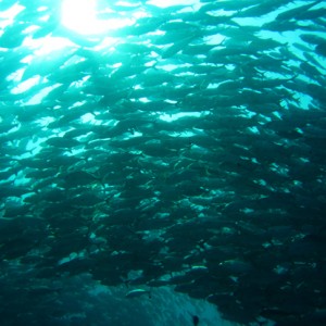 Schooling Jackfish (Big-eye Trevally)