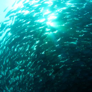 Schooling Jackfish (Big-eye Trevally)