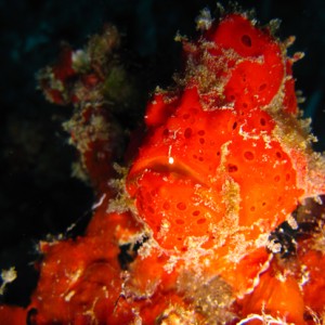 Red Frogfish