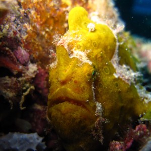 Frogfish