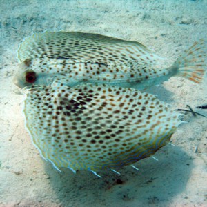 Flying Gurnard (Sea Robin)