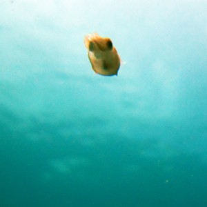 Cuttlefish Hatchling